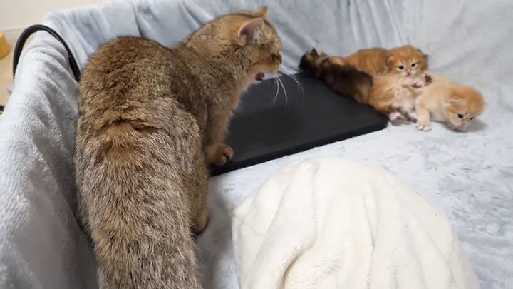 子猫達にシャーする兄猫