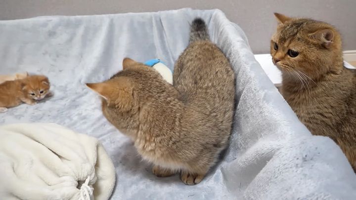 子猫が気になる兄猫