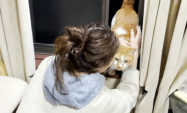 2階の窓の外に現れた猫