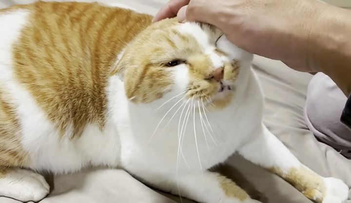 撫でられる猫