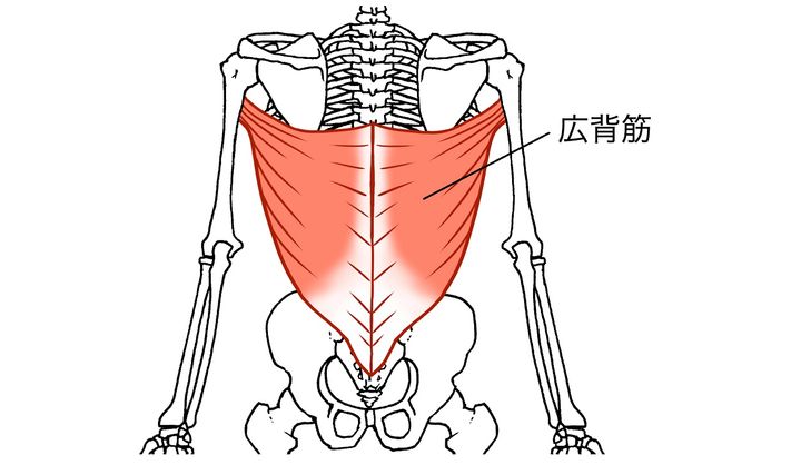 広背筋の筋肉図
