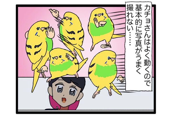 短いチャンス到来！セキセイインコのシャッターチャンスはいつ？【鳥マンガ #193】