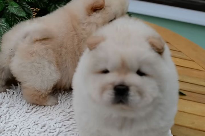 これは犬？ ぬいぐるみ！？