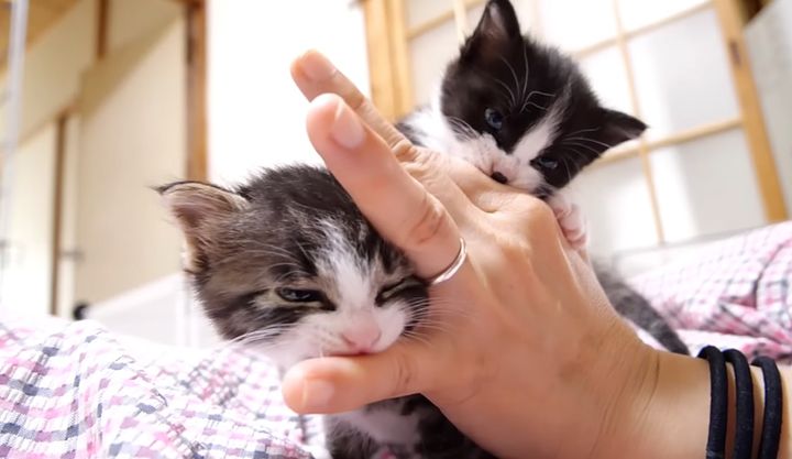 甘える子猫達