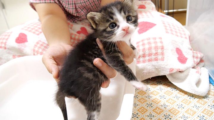 お尻を洗われる子猫