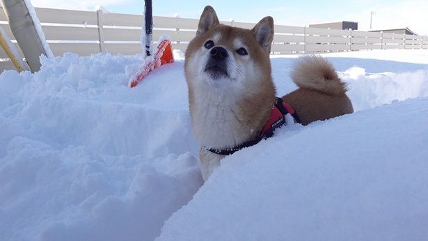 夜の間に雪が降り、庭にもしっかり積もった様子