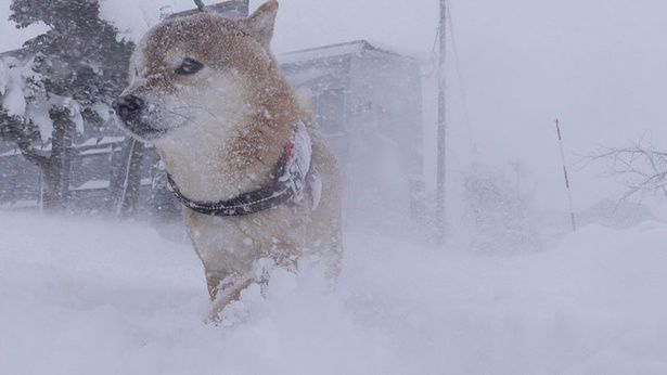 寒くても、お散歩中の足取りは軽い