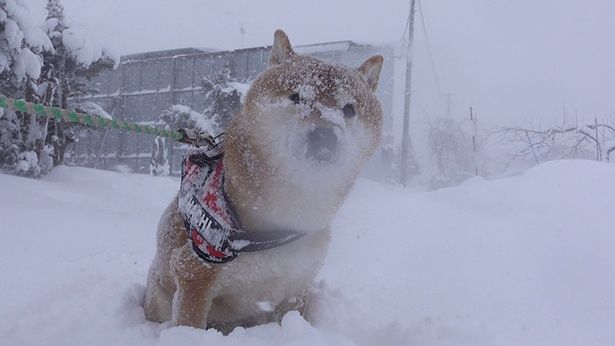 あまりの吹雪に、拒否柴に