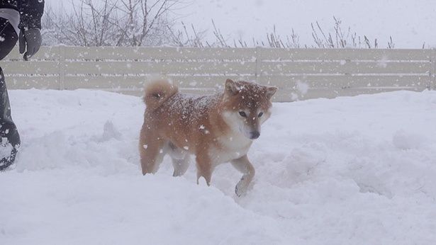 ふかふかの雪を踏み締めて歩くはちくん
