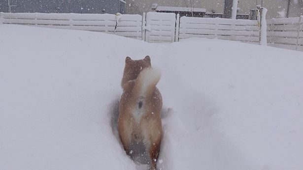雪の中を歩いていくはちくん