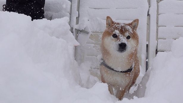 この日は、パパさんとはちくんの2人でお散歩へ