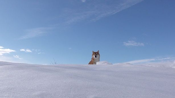 雪山に登ったはちくん
