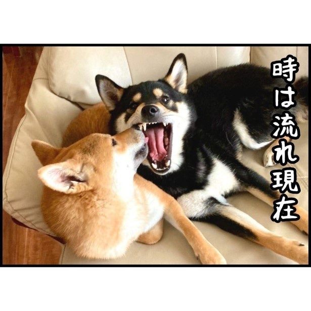 2匹のかわいいシバが家族に仲間入りした今は…？ ユウコトリトリ(@yuko_toritori)