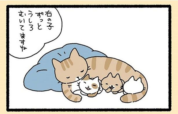 ずっと後ろを向いている子猫。恥ずかしがり屋かと思ったら （C）ぱんだにあ／竹書房