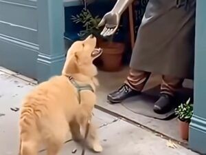 手を差し出す銅像に、「ぽん！」無邪気にお手をする犬さんが可愛すぎる