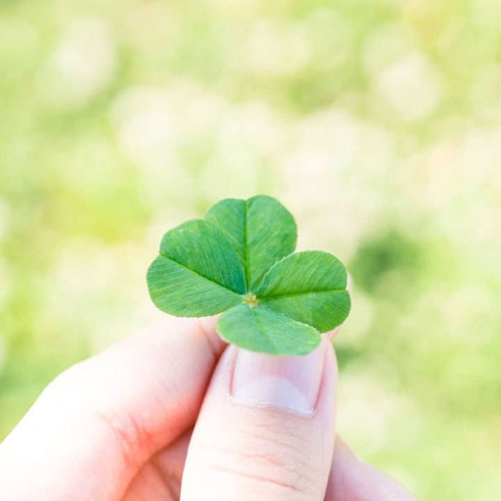 四つ葉のクローバー