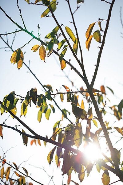 元結不動 密蔵院