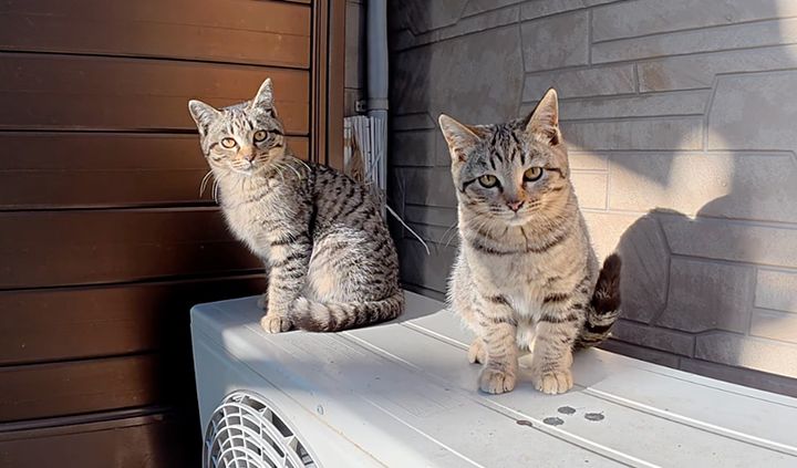 室外機の上の猫兄弟
