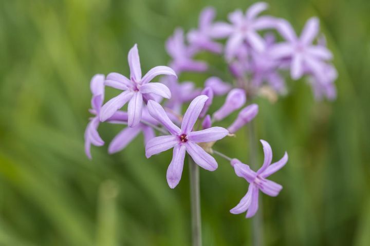1月30日の花とは？【366日の誕生花と幸せの花言葉】