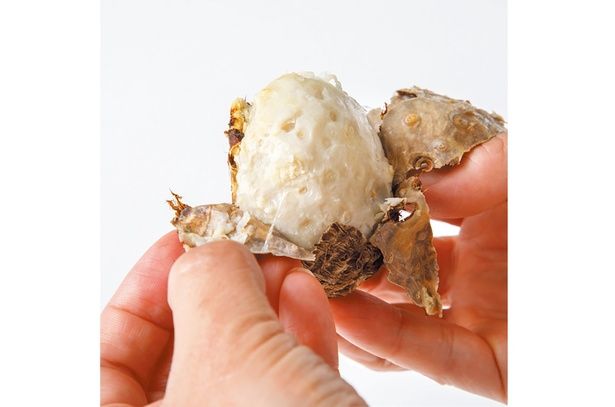 レンチンむき （C）安井ファーム／KADOKAWA