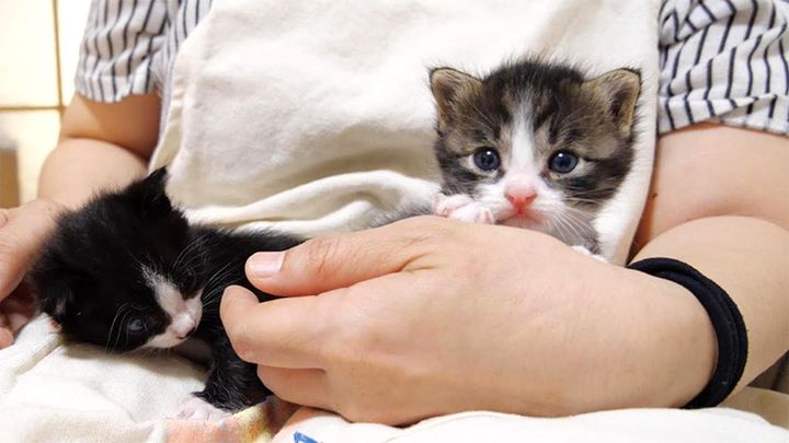 膝の上で過ごす子猫達