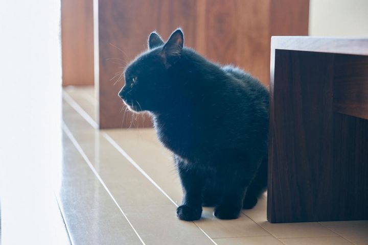 愛猫のあめは11歳。「引っ越し前は外に出ていたので心配しましたが、マンション生活にも慣れてくれました」。