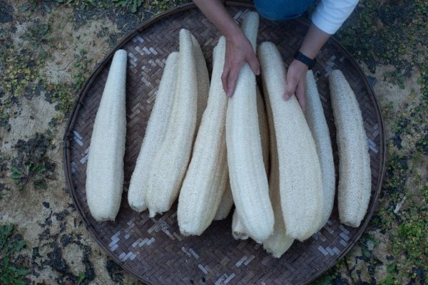 【東京都江東区】九州のヘチマ専業農家が東京ギフトショー初出展！肌と地球にやさしいヘチマ製品を展示
