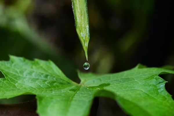 【東京都江東区】九州のヘチマ専業農家が東京ギフトショー初出展！肌と地球にやさしいヘチマ製品を展示