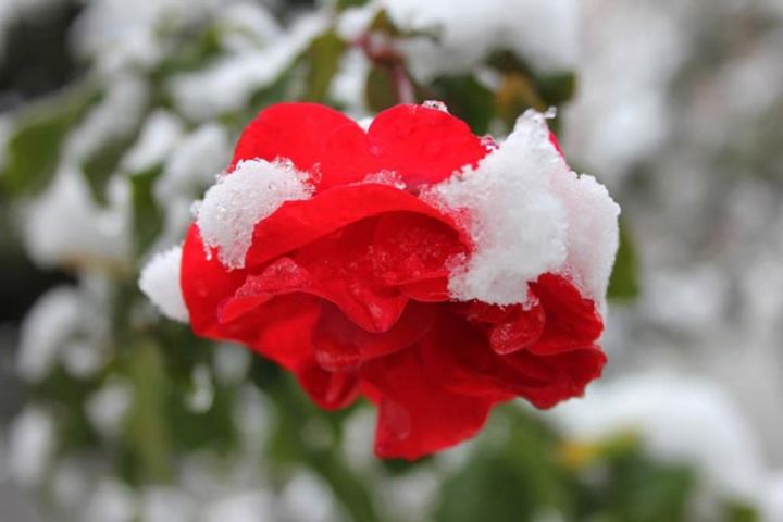 庭のバラに積もった雪。美しい冬の情景ですが、実際にはバラは仮剪定が終わり、花がついていることはあまりないでしょう。こんなことが起こったらすぐに枝を切り、室内で咲かせてやるといいですね。
