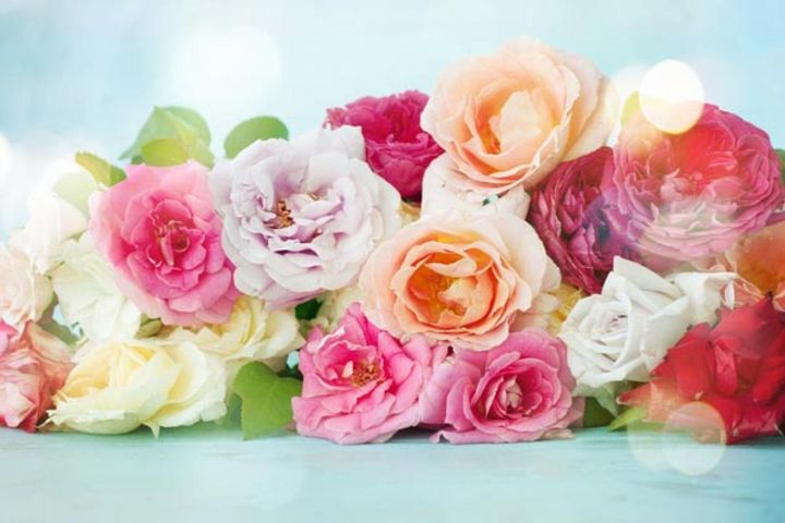 庭のバラを切って積み重ねたら、ガーデンローズの詰め合わせのよう。花を生ける前の少しの時間がとても贅沢なひとときに。夢のような情景ですが自宅の庭に5～6種類のバラがあったら、かないます。