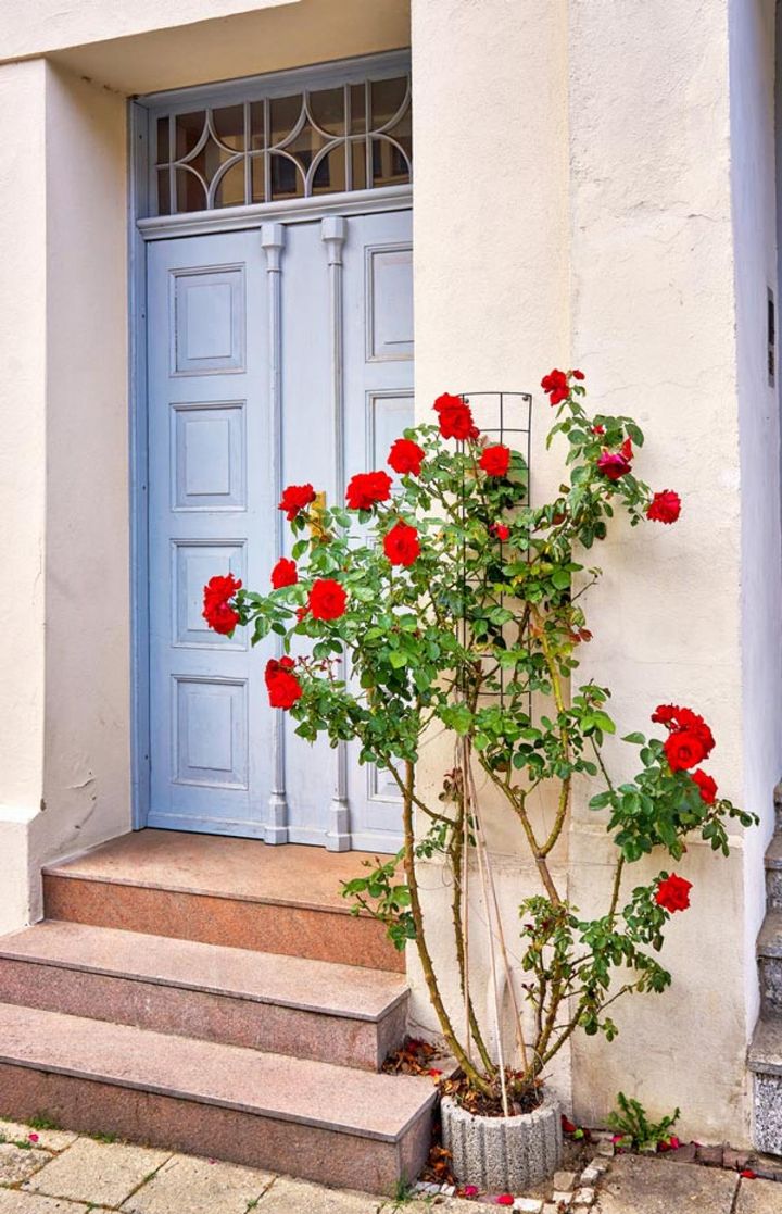 エントランスに30×30㎝ほどの極小地面を残して、赤いバラを1株植えた海外の住宅。これだけでも道行く人の目を引くに十分です。円形の囲いで株元の土を高く盛り上げている点に、バラへの配慮がうかがえます。