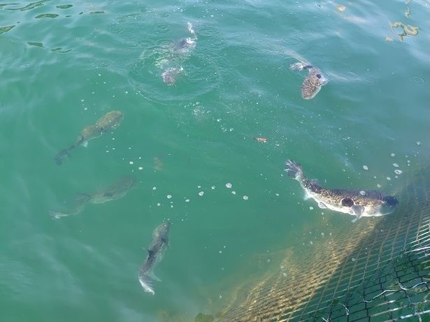 若狭ふぐ養殖のイメージ