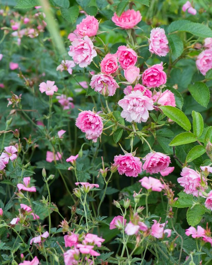 花弁の縁にギザギザが入る‘ピンクグルーテンドルスト’と思われるバラ。一年草のアグロステンマと混じり咲いて、野の花の風情です。