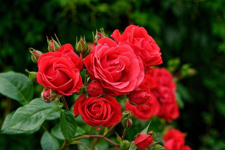 鉢植えバラの冬の管理どうする？初心者のバラ育てQ＆A【ガーデニング】