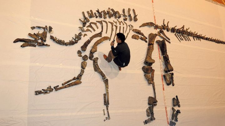 古生物学者・小林快次 むかわ竜（カムイサウルス・ジャポニクス）の全身骨格
