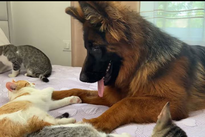 子猫を必死に起こそうとするジャーマンシェパード