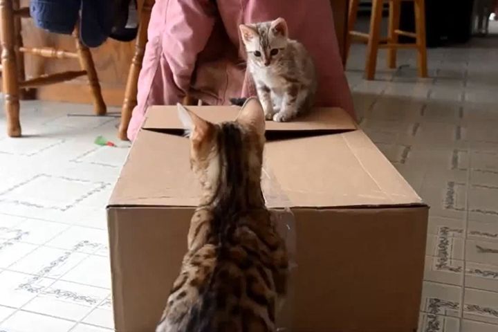 段ボール箱で遊ぶベンガル猫たち…