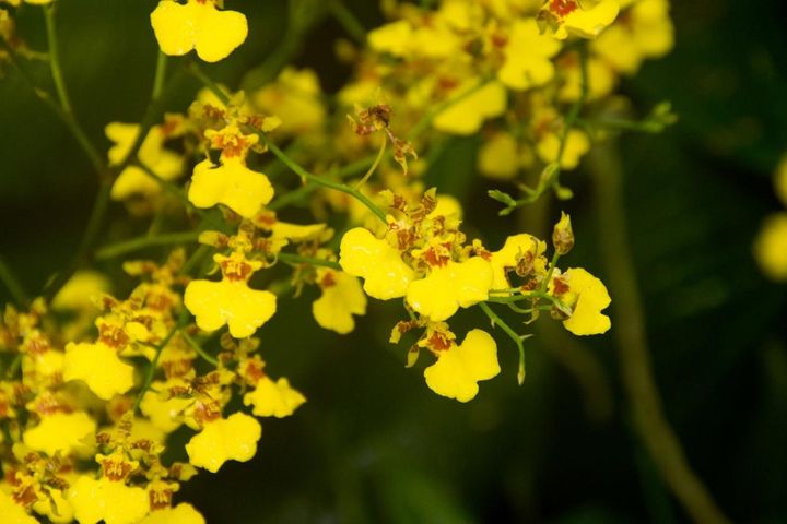 1月31日の花とは？【366日の誕生花と幸せの花言葉】