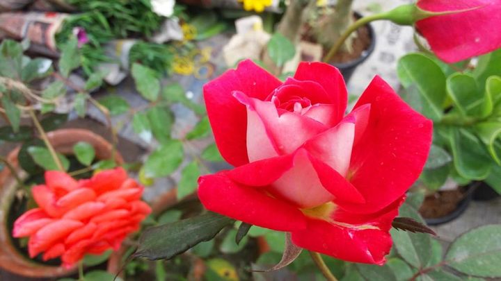 花弁が赤で裏が白のバラ。このタイプではHTの‘ラブ’が知られています。縁取りやグラデーションなどのバラを集めるのも楽しい。