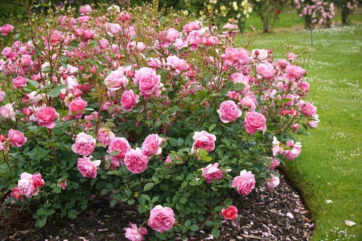 芝生のエッジをきっちりと刈り込んでバラの株元を残しています。株元がすっきりと清潔に保たれているので施肥の作業も楽にできます。