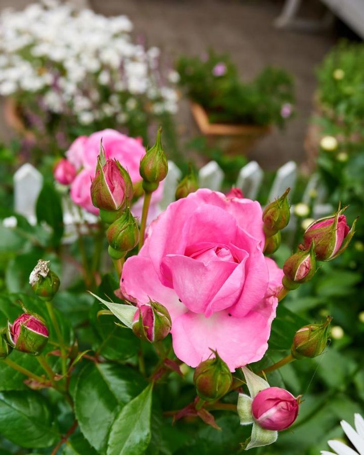 1枝に花をたくさんつける房咲きで、葉はつやつやした照葉で丈夫そう。このタイプは一般家庭のガーデンローズとして最適です。