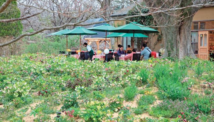 千葉県の「ドリプレローズガーデン」では、落葉樹のエノキの大木の下にクリスマスローズを植栽しているが、常緑樹の下でもかまわない。