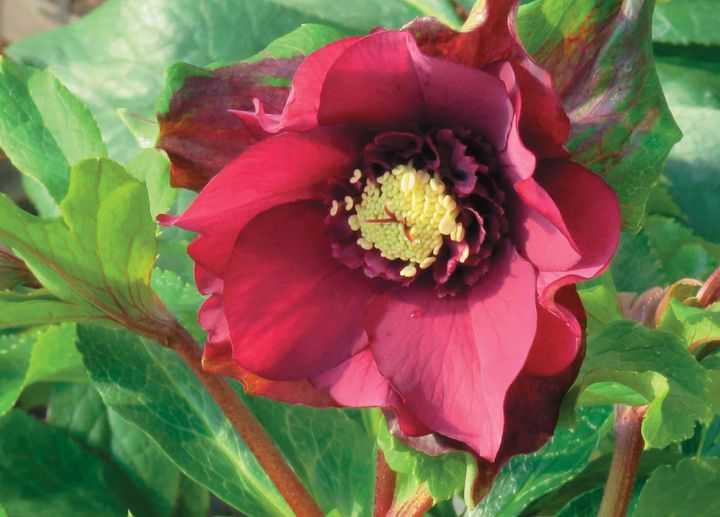 ハイブリッド種の 「Shall We Dance」。どちらも若泉ファームのオリジナル。