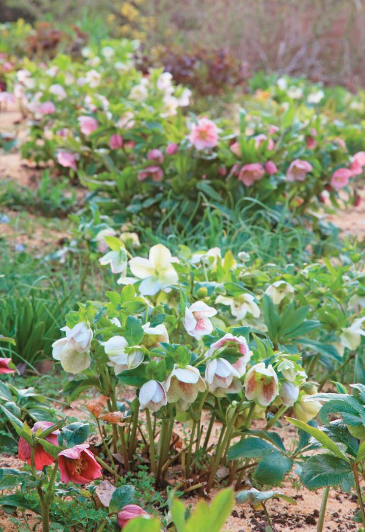 地植えしてうまく根づけは年々株が充実し大株に。手間いらずで花数も増える。