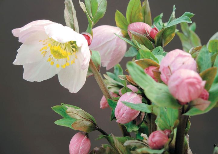 原種のニゲルとチベタヌスを交配した「絹」。