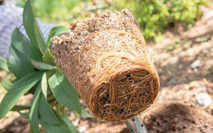 開花株は根がパンパンに張っているものが多い。翌年の開花のためにも必ず植えかえを。