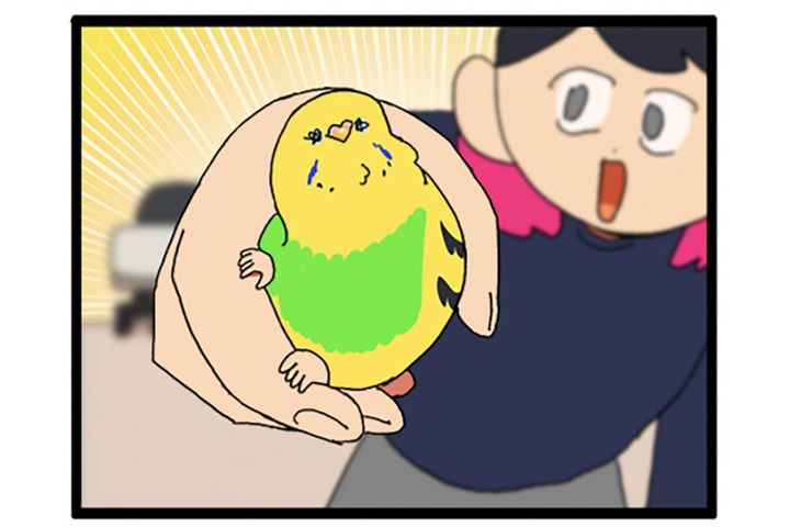 あるある！？元気のないインコ…病院を予約した瞬間回復する！【鳥マンガ #195】