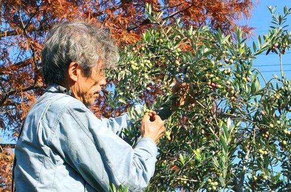 岡山県倉敷市発、純国産オリーブオイル発売！化学肥料・農薬不使用が生み出す自然の味