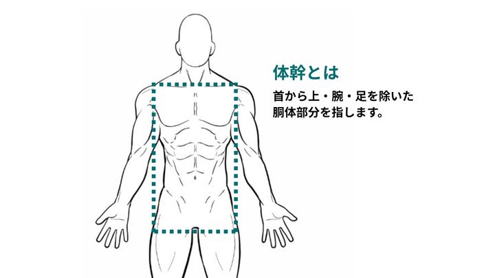体幹とは