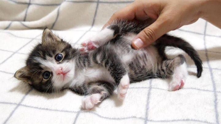 モミモミマッサージされる子猫